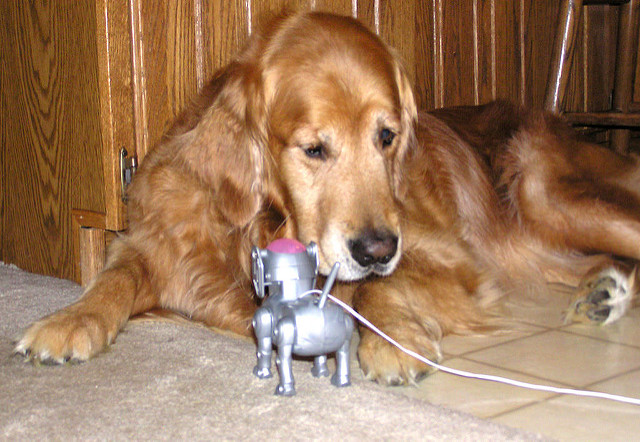 robot pet